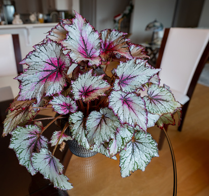 Multicolor plant  growing indoors. Rex Begonia with colorful leaves, can be grown in as a houseplant or a shade annual.
