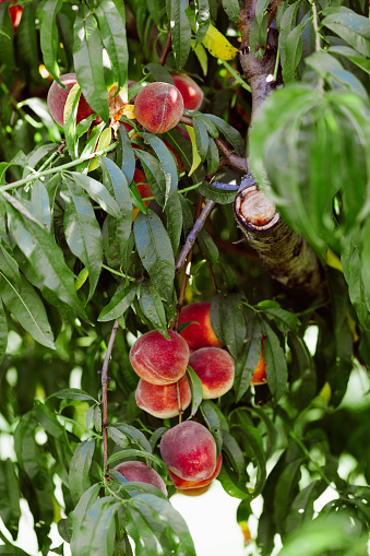 Group of peaches with half and green leaves isolated on white background with clipping path