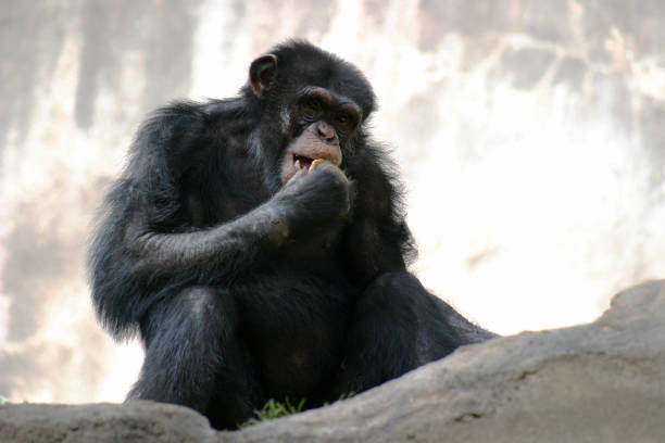 Thoughtful chimpanzee sitting on a rock, holding hand near mouth in lush green forest environment.