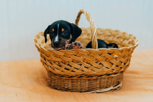 istock Andalusian winemaker puppies in a straw basket 1454268799