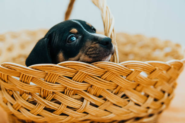 istock Andalusian winemaker puppies in a straw basket 1454268811