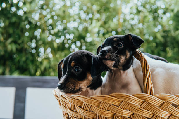 istock Andalusian winemaker puppies in a straw basket 1454268818