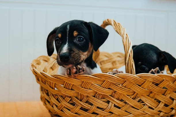 istock Andalusian winemaker puppies in a straw basket 1454268823