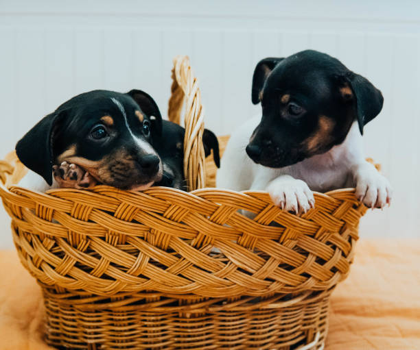 istock Andalusian winemaker puppies in a straw basket 1454268830