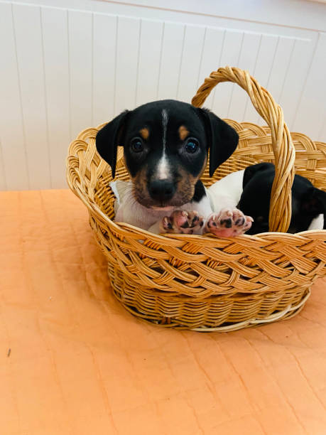 istock Andalusian winemaker puppies in a straw basket 1454268831