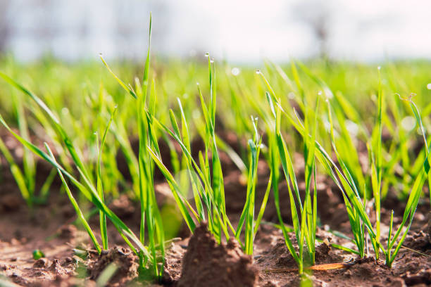 istock field growing crop in january 1454268908
