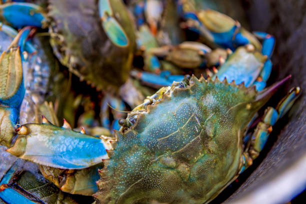 Crab fishing in Gulfport, MS.