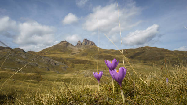 Meadow with single purple wildflower Autumn Crocus or Crocus nudiflorus in the Pyrenees Mountains, Col du Pourtalet, Nouvelle-Aquitaine France stock photo