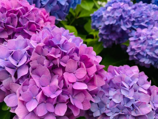 istock The vibrant colors of hydrangeas 1454270688
