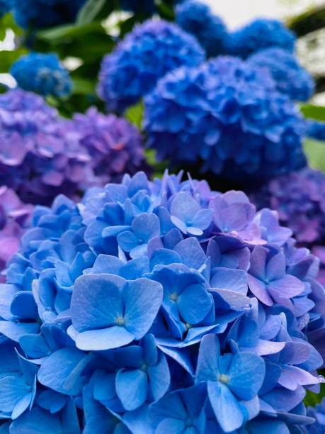 the close up of hydrangea’s beauty - hydrangea gardening blue ornamental garden imagens e fotografias de stock