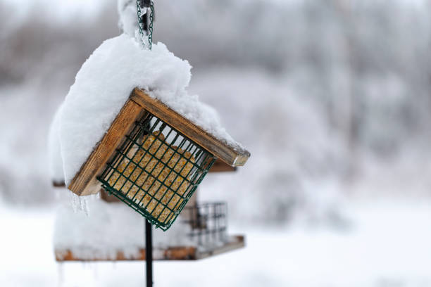 Snow covered bird feeders after a winter snowstorm.