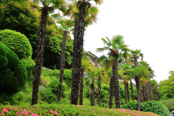 Beautiful scenery of an island called Oedo, a famous tourist attraction in Geoje Island, South Korea