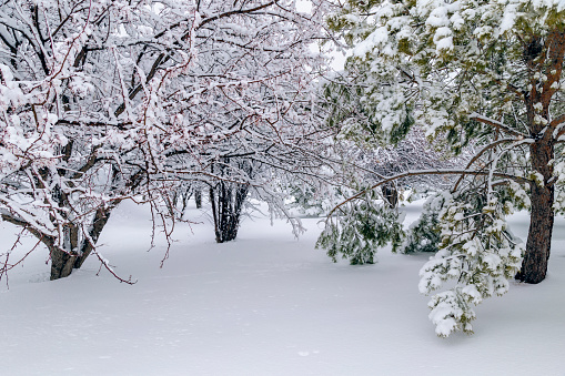 Snow covered trees after a Minnesota winter snowstorm. Pine tree and crabapple tree.