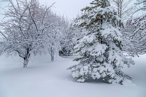 Snow covered spruce and crabapple trees after a Minnesota winter snowstorm.