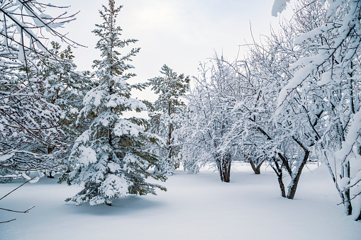 Snow covered trees after a Minnesota winter snowstorm. Spruce trees and Crabapple trees.