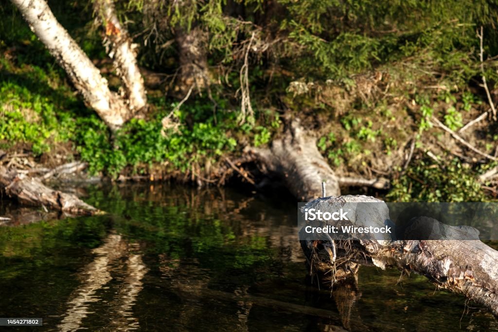 Tree Stump Rivers Tree Stump With Beaver Marks In A River Under The Sunlight Stock Photo ...