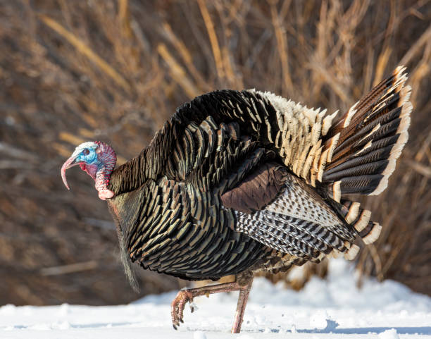 istock Merriams Wild turkey 1454271816