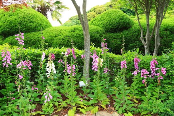 Beautiful scenery of an island called Oedo, a famous tourist attraction in Geoje Island, South Korea