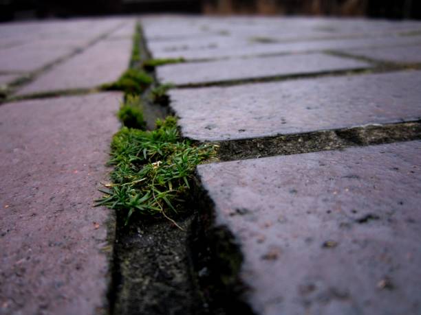 A selective focus shot of short green grass growing between concrete ground