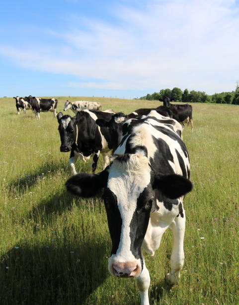 istock Holstein cows on pasture walking toward the camera 1454272713