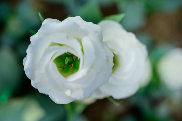 istock Pollen of White Lisianthus Flowers 1454273740