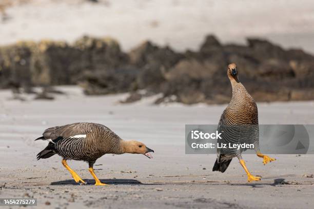 Quarrelsome Female Upland Geese Aka Magellan Goose Chloephaga Picta Caiquén Falklands Stock Photo - Download Image Now