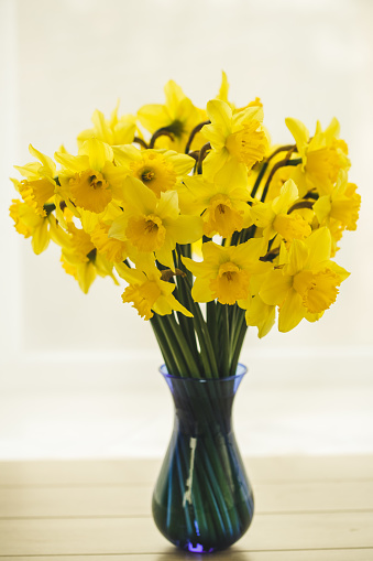 Front view of blue flower jar where delicate yellow daffodils are placed to decorate an illuminated house.