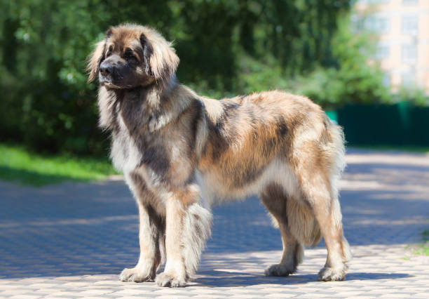 istock Beautiful dog breed Leonberger in the park 1454276904