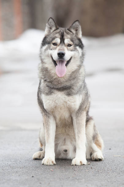 istock Siberian husky wolf cub on the lake 1454276907
