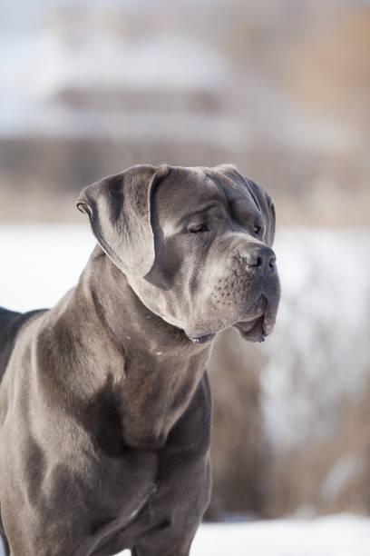istock Beautiful dog breed Italian Cane Corso 1454276908