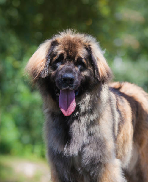 istock Beautiful dog breed Leonberger in the park 1454276927