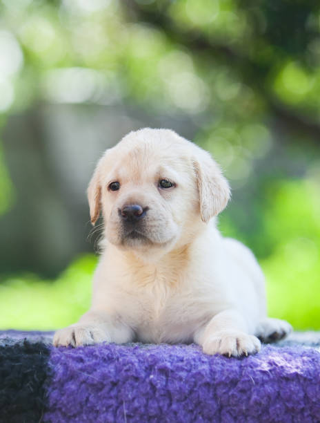 istock Labrador retriever puppies in the park 1454276928