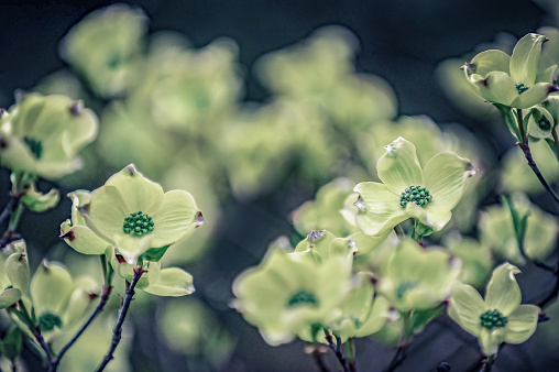 Dogwood blooms