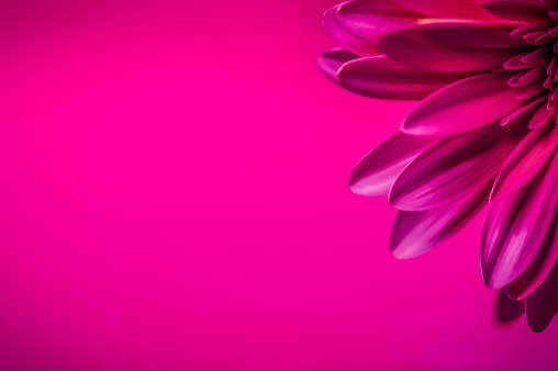 Pink flower with pink background and copy space