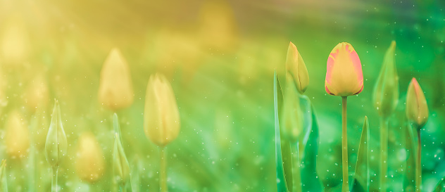 Banner with blooming tulip flowers