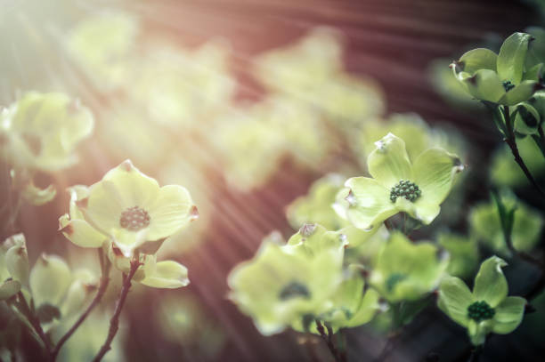 Dogwood blooms