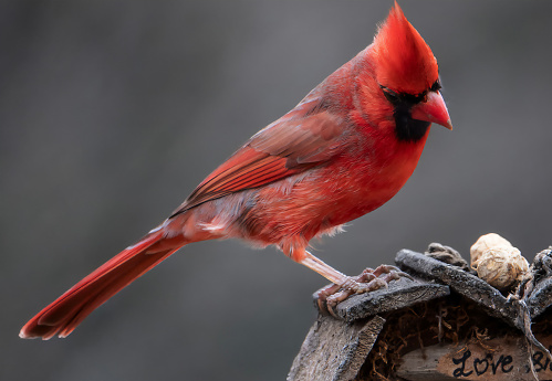 Male Northern Cardinal on the roof of a birdhouse