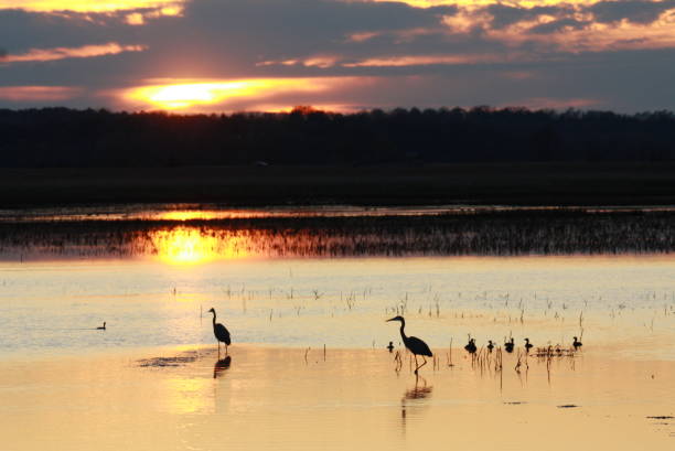 istock Sunset at the refuge 1454279050