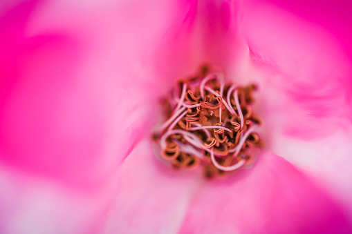 Close up of a pink wild rose flower