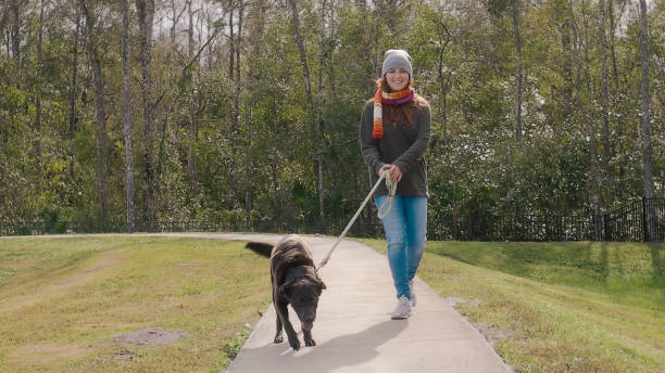 istock Walking Dog around a Park 1454279313
