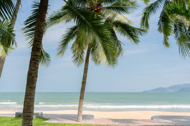 istock Nha Trang beach and tropical palm tree in Vietnam 1454279846