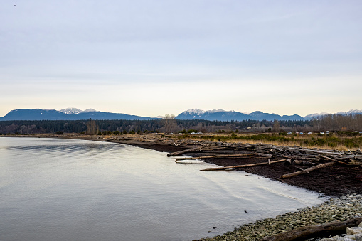 Landscape and snow geese from Iona beach park in Winter, Richmond, BC Canada