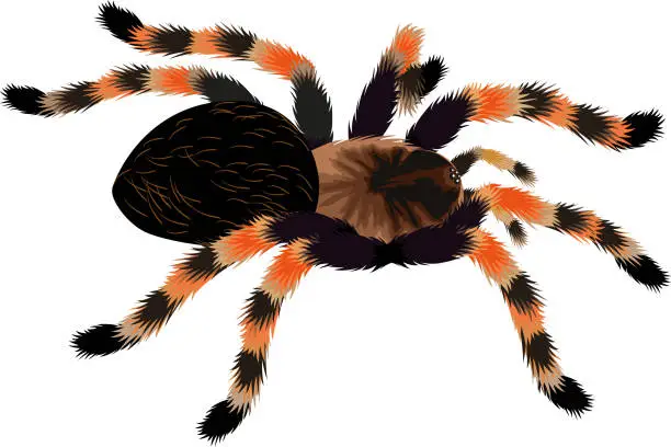 Vector illustration of Vector Mexican redknee tarantula illustration
