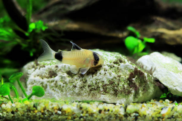 panda corydoras w słodkowodnych rybach w akwarium - coty zdjęcia i obrazy z banku zdjęć