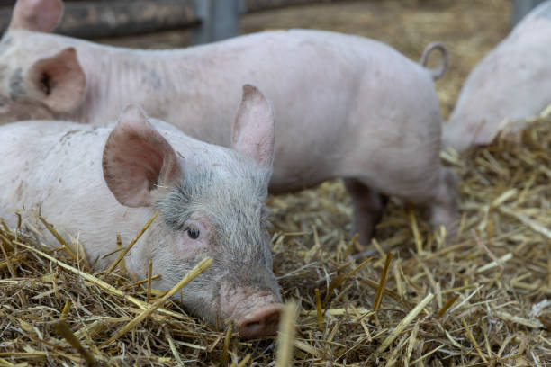 istock piglet in a farm in Europe free range for meat selective focus background blur 1454286939