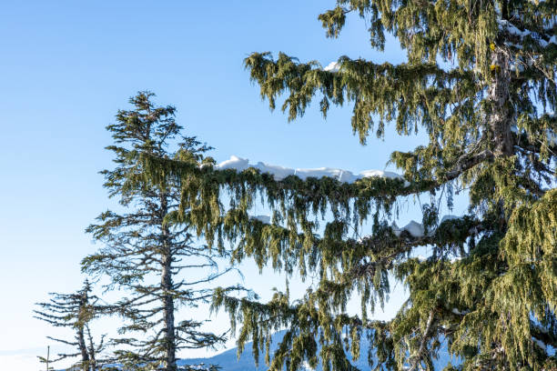 A pine tree covered in snow at the Grouse Mountain on a sunny day