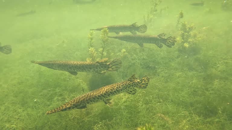 Alligator Gar - Mullet - Snook Fish