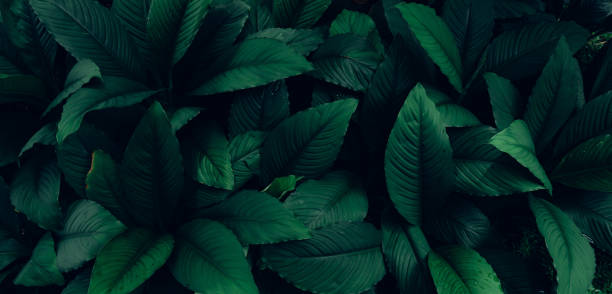 Full Frame of Green Leaves Pattern Background stock photo