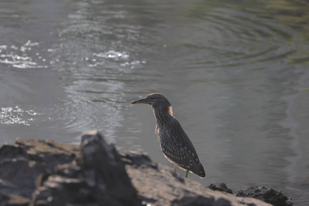 Black crowned Night Heron, wild bird at nature