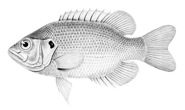 ilustrações, clipart, desenhos animados e ícones de gravura black bas 1860 - black bass illustrations